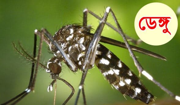 ডেঙ্গুতে আরও ৪ জনের মৃত্যু, নতুন শনাক্ত ১১০১