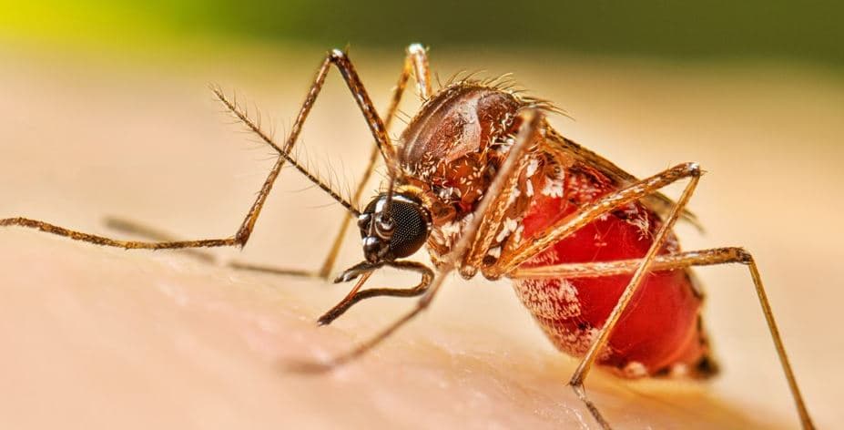 ডেঙ্গুতে একদিনে ৫ জনের মৃত্যু, নতুন ভর্তি ১১৬২ জন