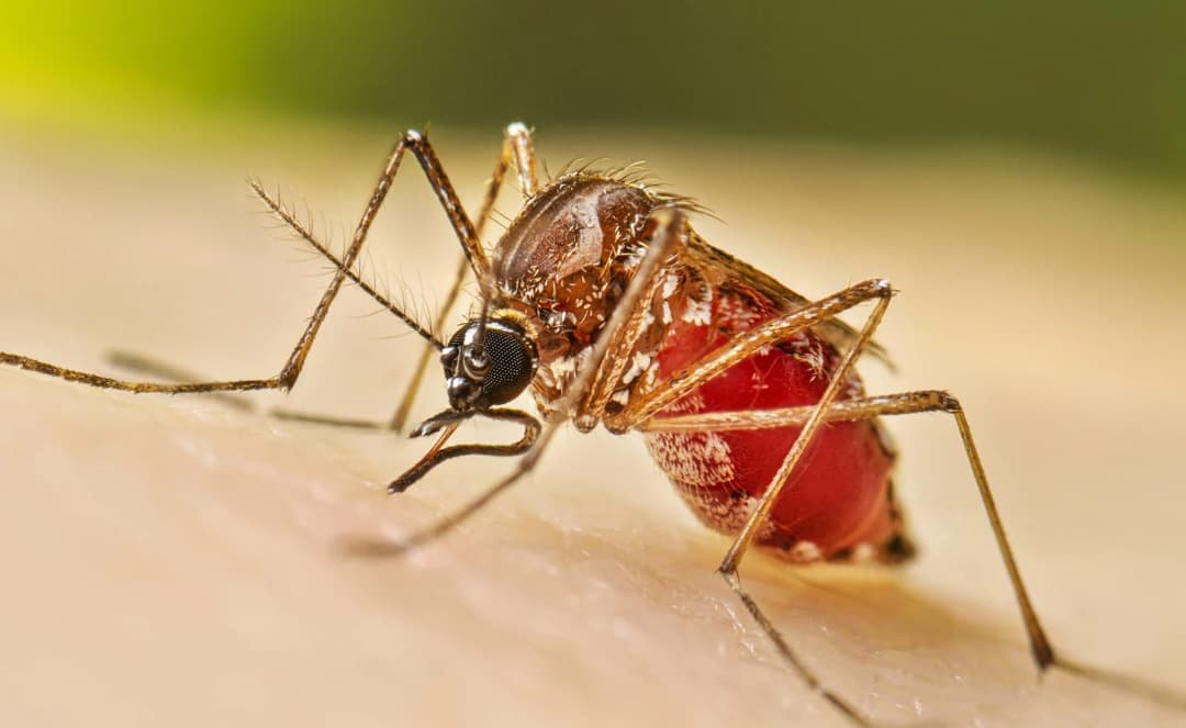 একদিনে আরও ৬১৯ জনের ডেঙ্গু শনাক্ত, মৃত্যু ১