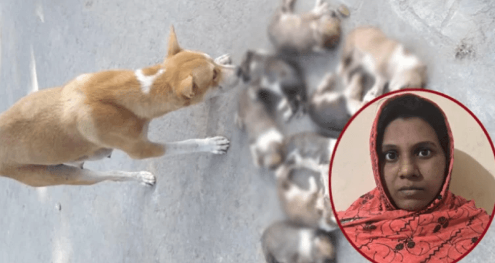 আট কুকুরছানা হত্যা মামলায় সরকারি কর্মকর্তার স্ত্রী গ্রেপ্তার