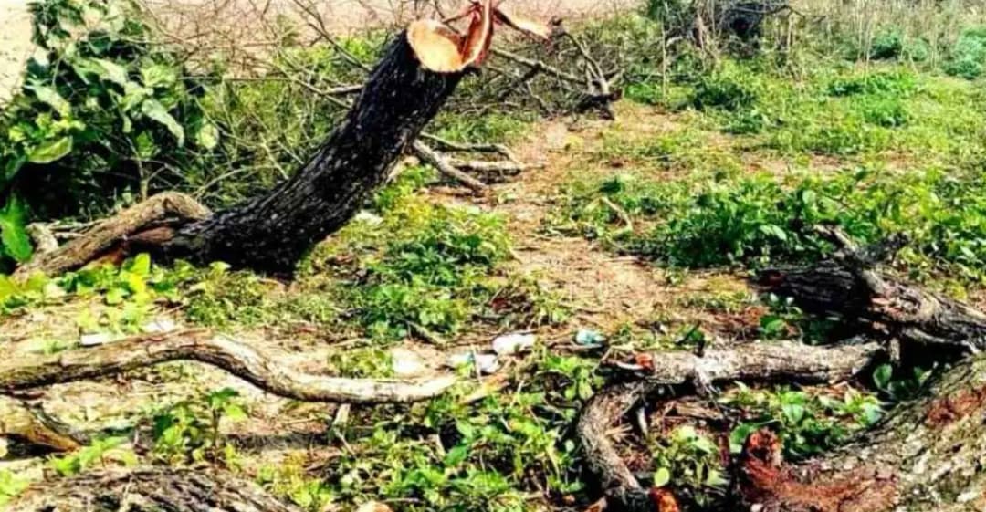 প্রকল্পের নামে তিন হাজার গাছ নিধন, নিয়ম না মানার অভিযোগ বিএডিসির বিরুদ্ধে