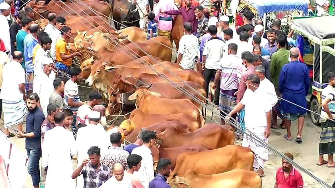 জমে উঠেছে রাজধানীর পশুরহাট, বাড়ছে ক্রেতা-বিক্রেতার ভিড়