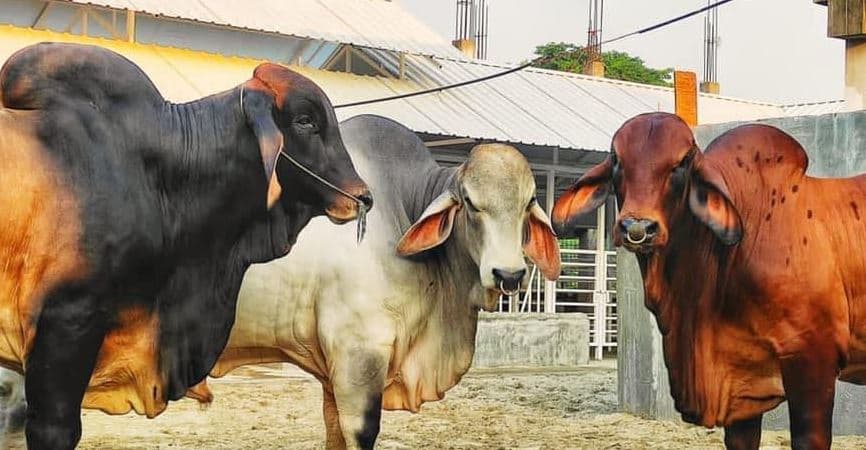 কোরবানির পশুর চামড়ার নতুন দাম নির্ধারণ করল সরকার