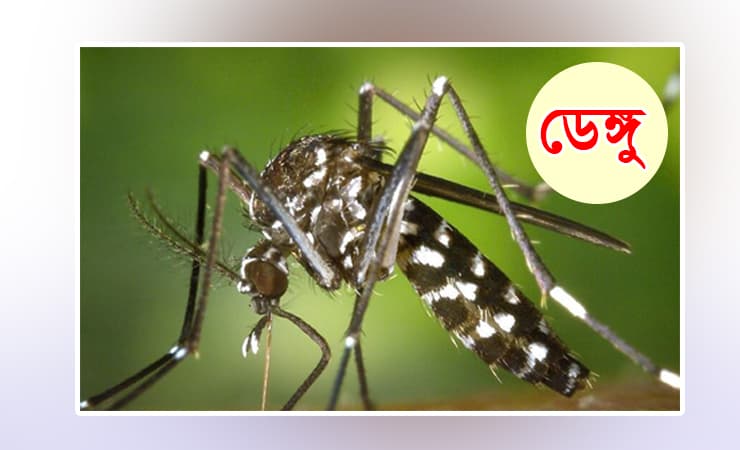 ডেঙ্গুতে আরও ৪ জনের মৃত্যু, হাসপাতালে ভর্তি ১১৬৩