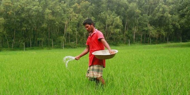 সার ব্যবস্থাপনায় নতুন উদ্যোগ, ৬৪ জেলায় শতভাগ বরাদ্দ পাবে কৃষকরা