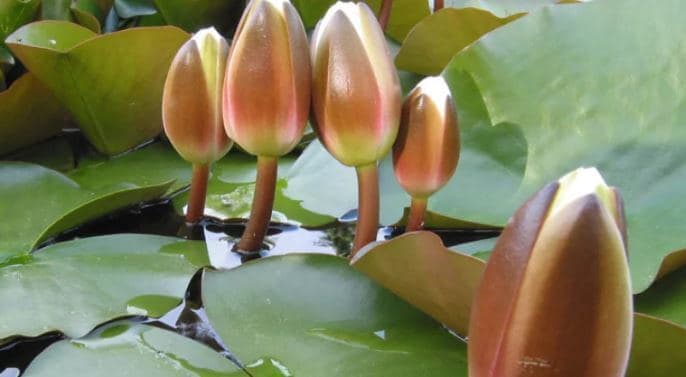 ইসির প্রতীক তালিকায় যুক্ত হলো ‘শাপলা কলি’