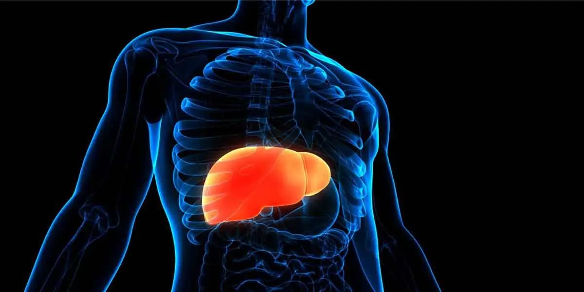 লিভারের ক্ষতি রোধ হবে যে খাবারে, জানাল গবেষণা