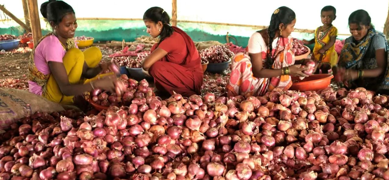 বাংলাদেশের অনাগ্রহে পেঁয়াজ রপ্তানিতে ধস, বিপাকে ভারত