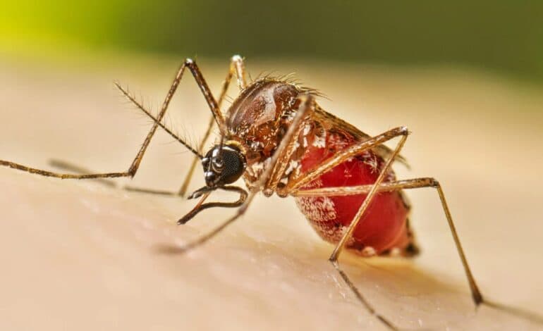 ডেঙ্গুতে আরও ৫ জনের মৃত্যু, নতুন করে হাসপাতালে ভর্তি ৬৩৬