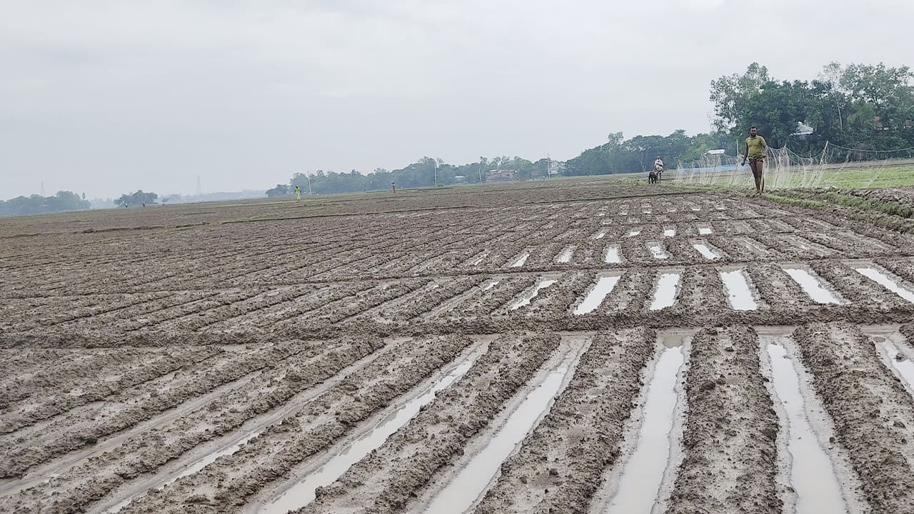 নওগাঁয় অসময়ের বৃষ্টিতে তলিয়ে গেছে ধান-আলু ও সবজির খেত