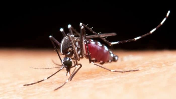 কিছু মানুষকে মশা কেন বেশি কামড়ায়? কারণ জানালেন বিজ্ঞানীরা