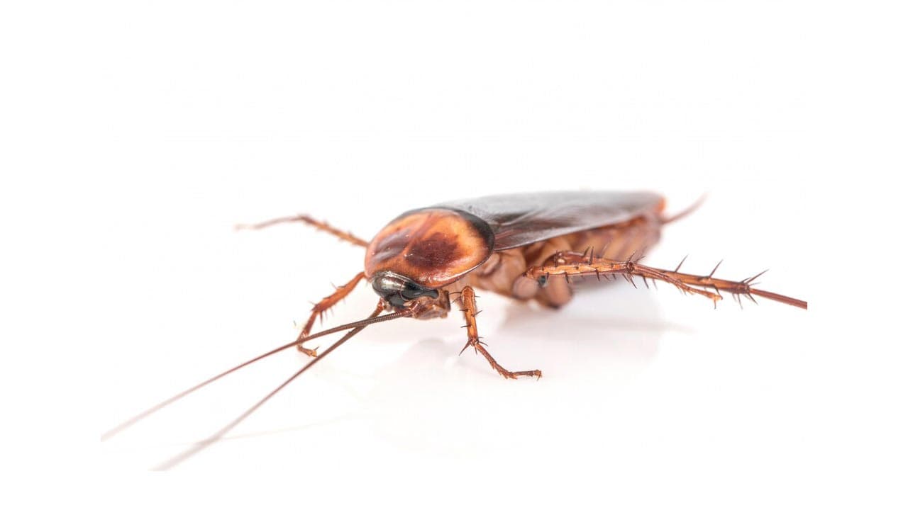 রাসায়নিক ছাড়াই ঘর থেকে তেলাপোকা দূর করবেন যেভাবে