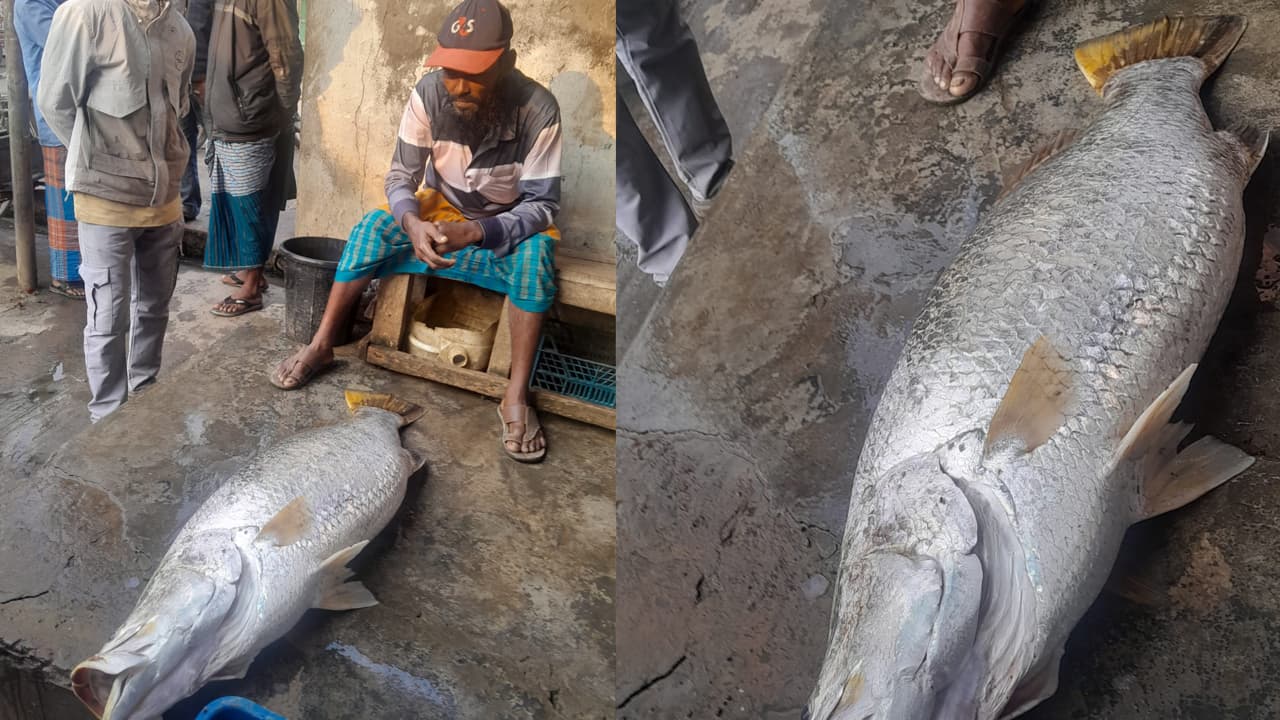 সাগরে ভেসে আসা সাড়ে ২২ কেজির কোরাল বিক্রি হলো ১৯ হাজারে