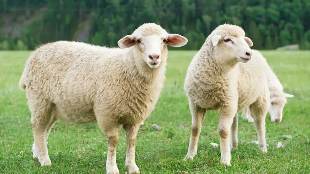 এক বছর আগে থেকে কোরবানির পশু পালন করলে যে উপকার