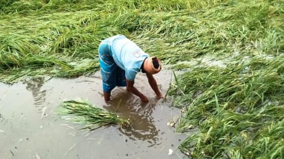 গাইবান্ধায় বৃষ্টির পানিতে নিমজ্জিত ২১২ হেক্টর জমির ধানক্ষেত