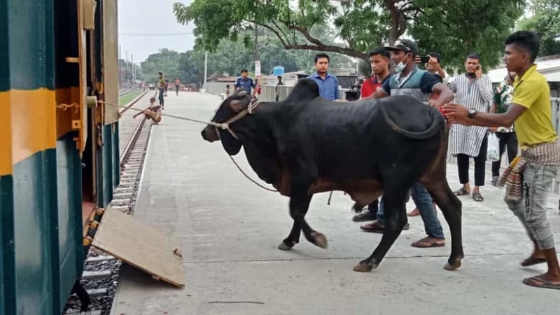 ‘ক্যাটল স্পেশাল ট্রেন’ চলবে শুক্রবার থেকে